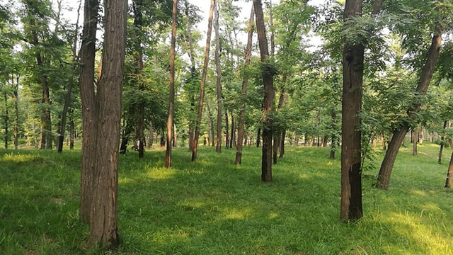 滑县森林公园第三标段工程造价预算